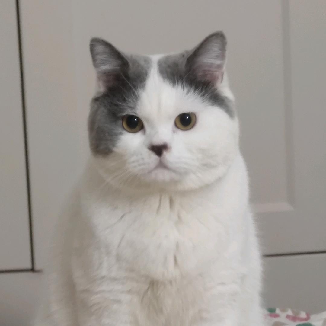 shichu123