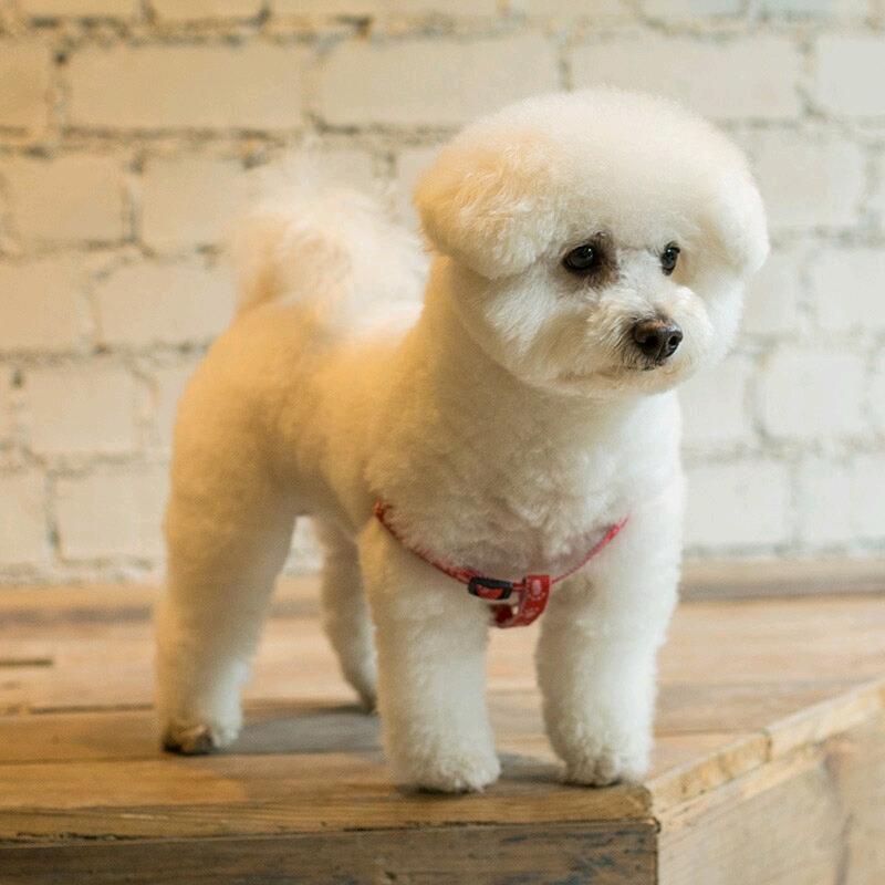 柱子犬舍