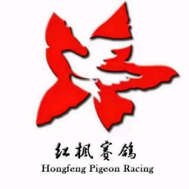 红枫赛鸽