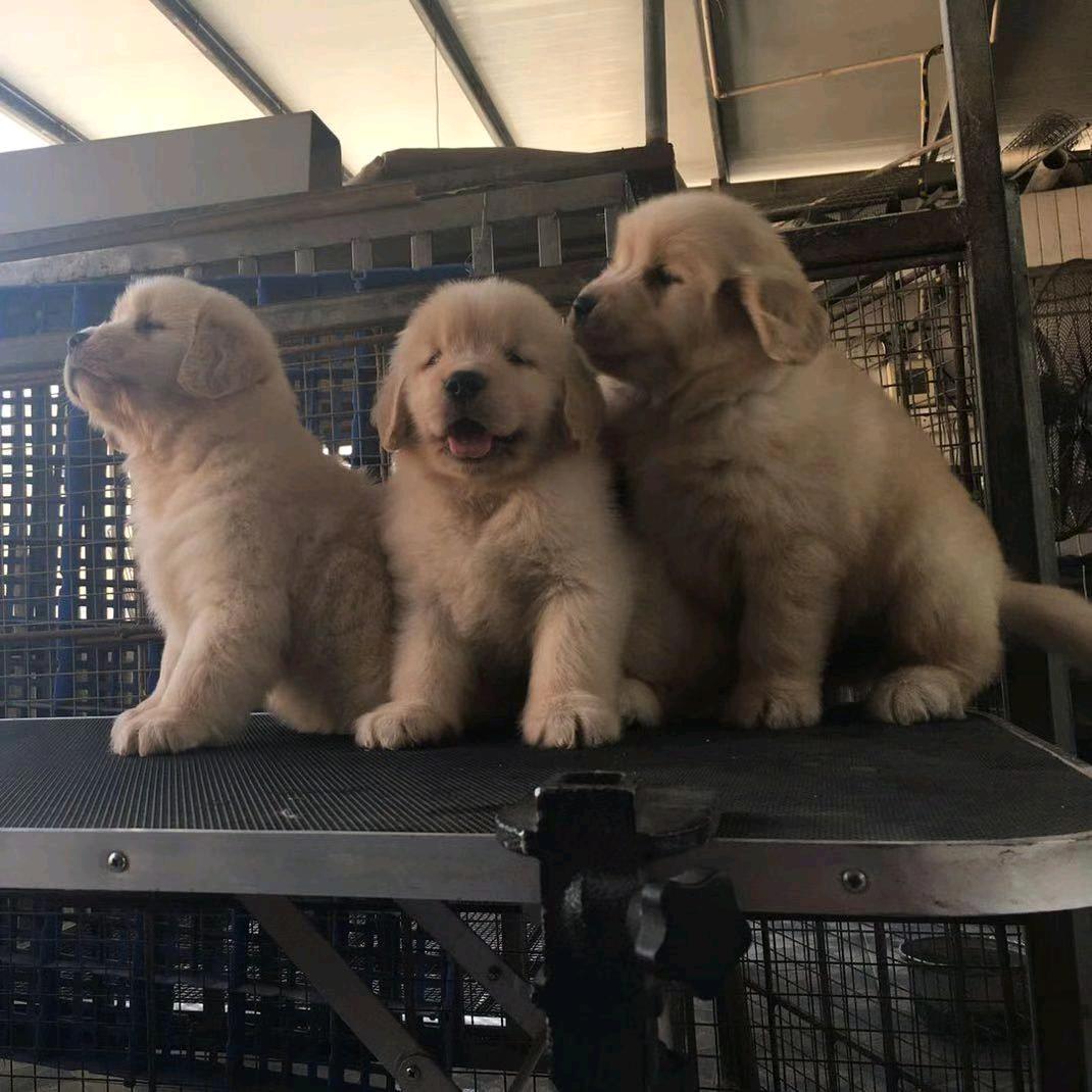 宠物🐶🐱