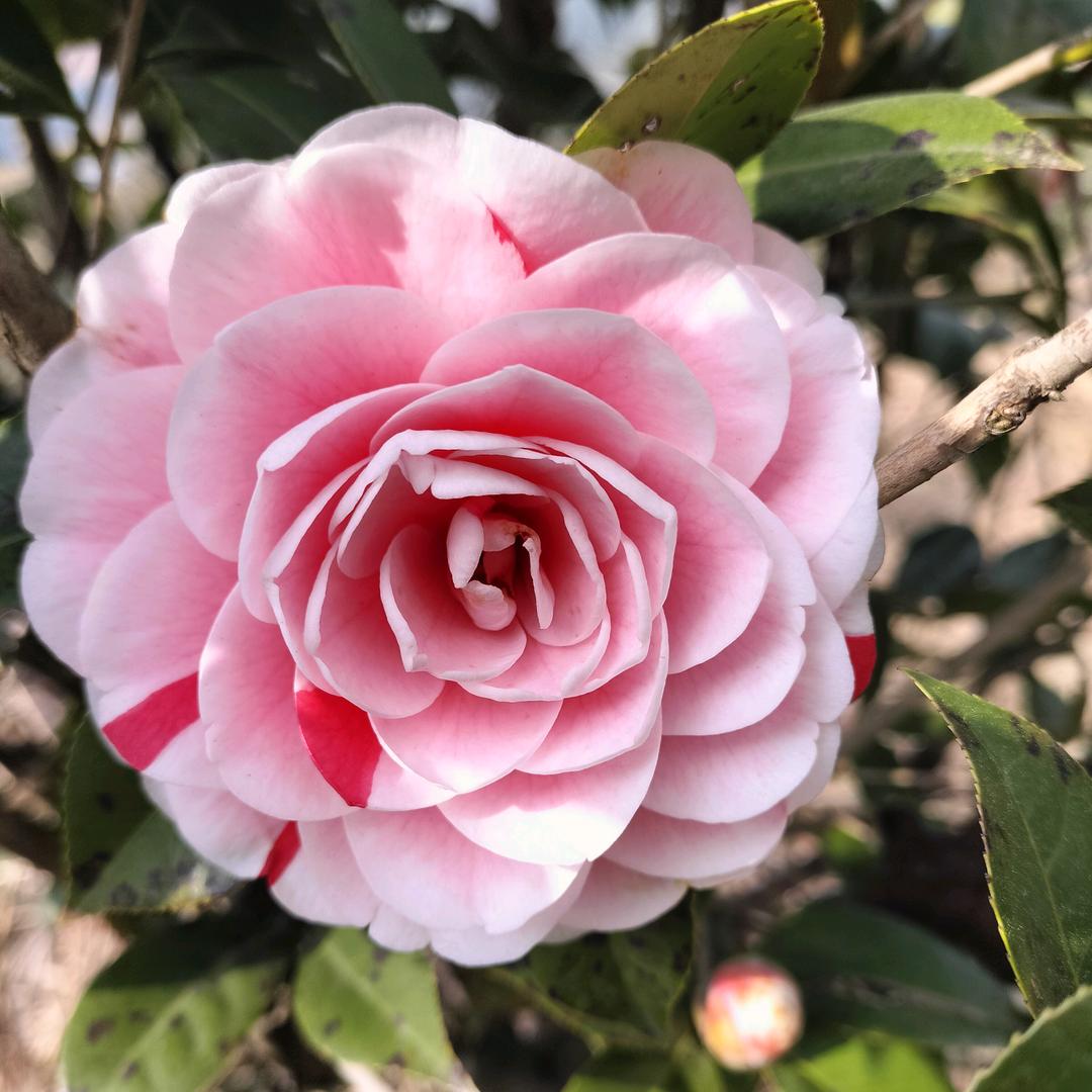 🥀ঞ顺李成张₅₂₀💞࿐