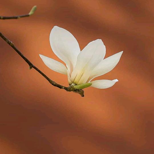 夕阳还会东升