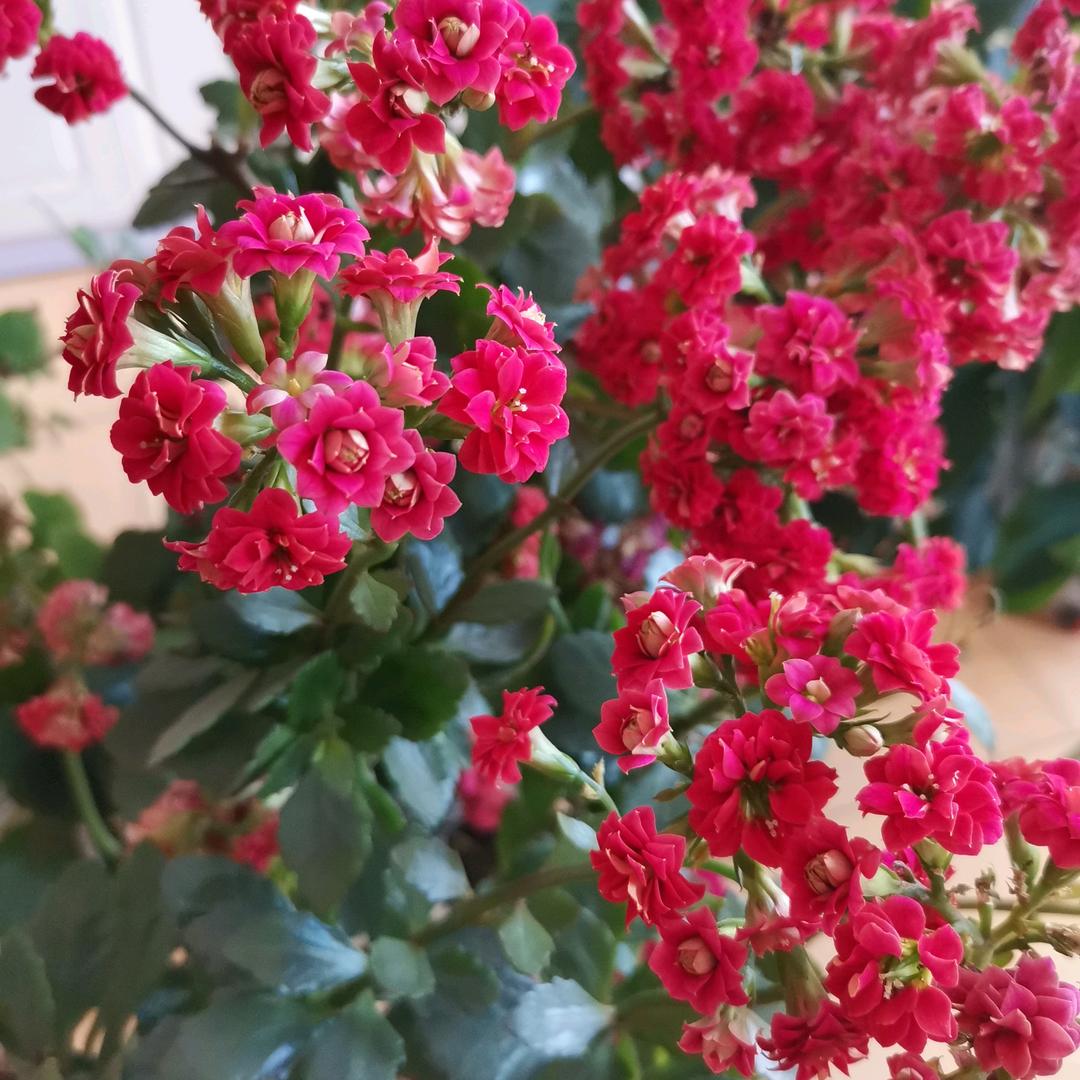 🌺花开富贵🌺