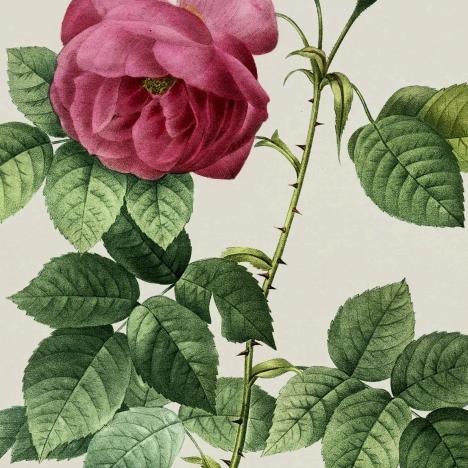活在当下🌹