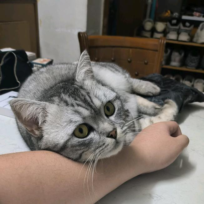 能不能给我吃肉饼蒸蛋