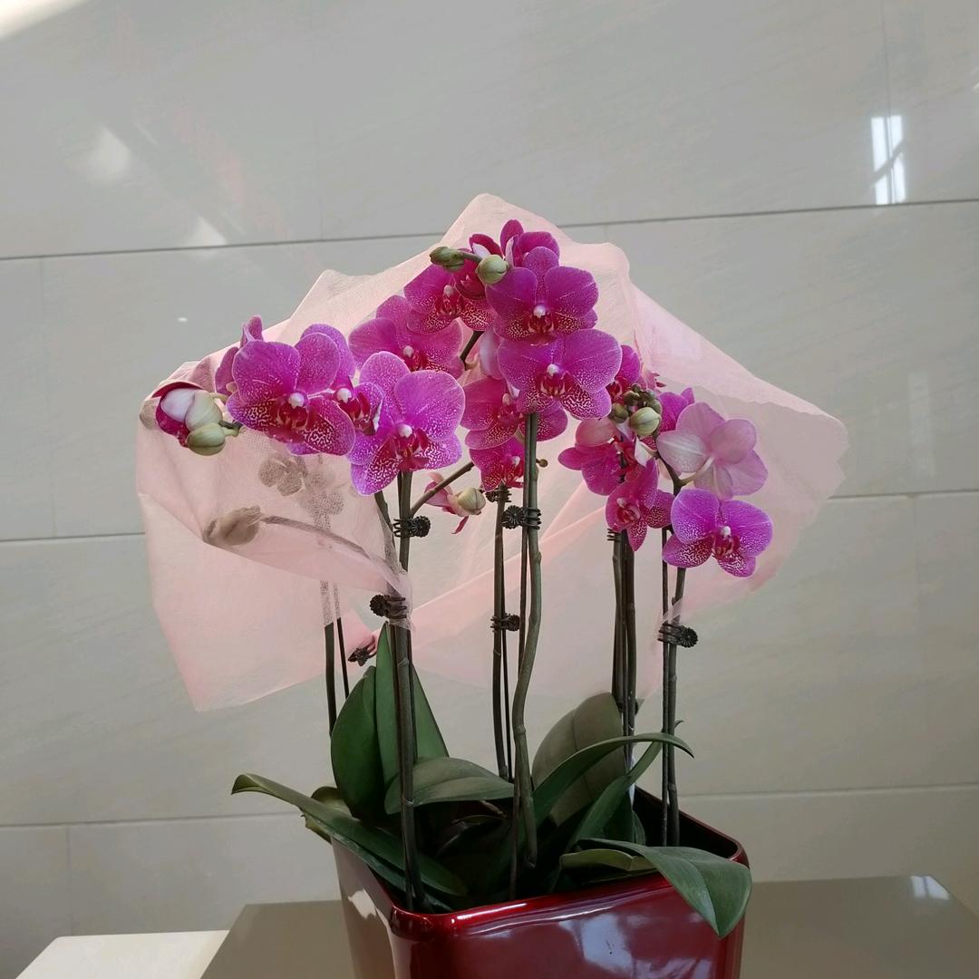 忠诚”