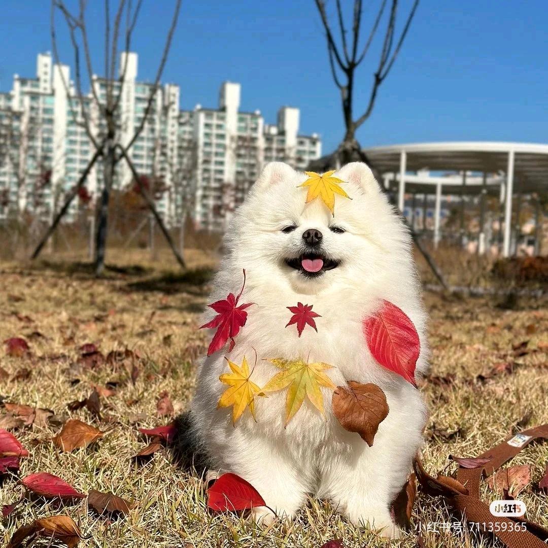 停云啊啊啊啊啊