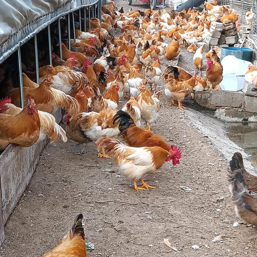 长丽鸡舍家禽销售店