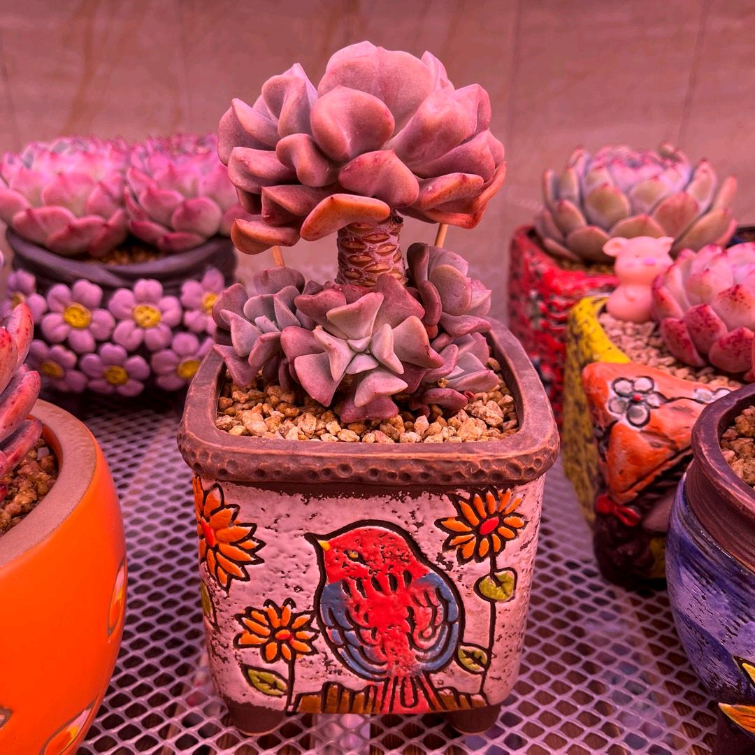 陶器多肉花盆