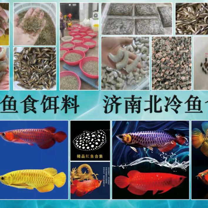 济南北冷鱼食热带观赏鱼饵料