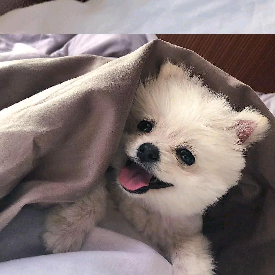 可心儿