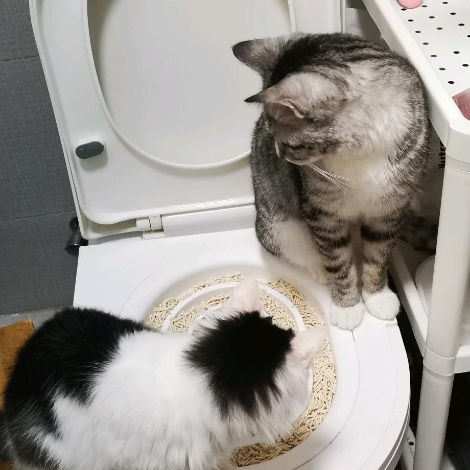 颜清的猫咪会上马桶