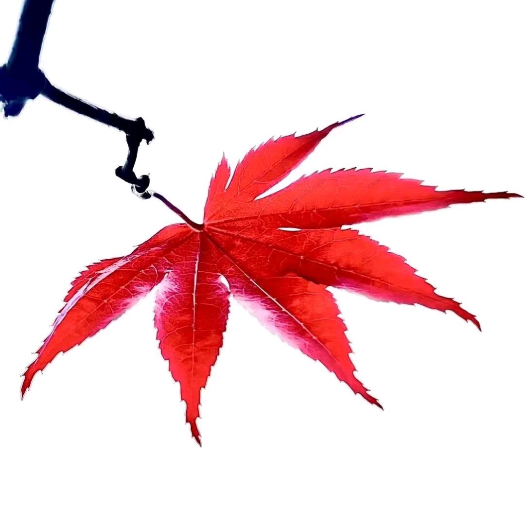 慈禺
