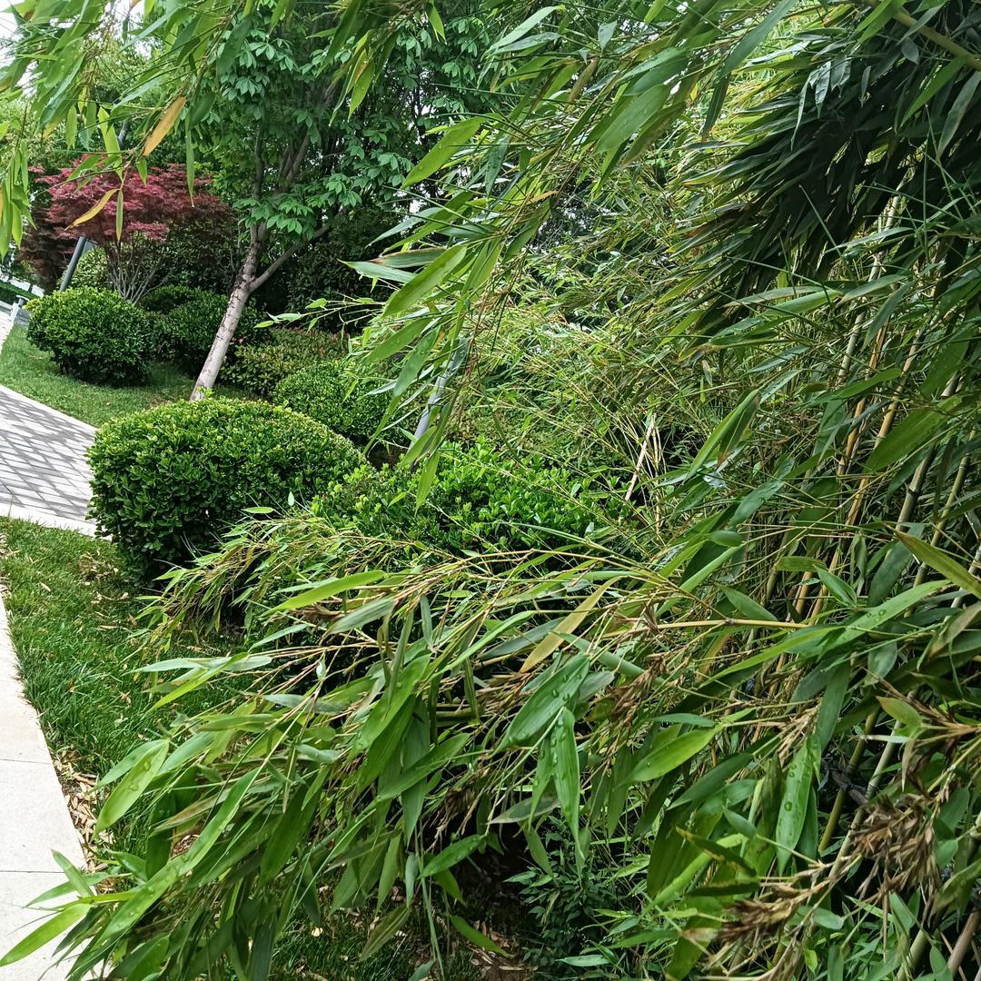 不是酒神
