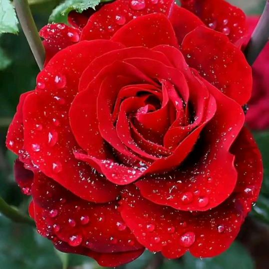 芙蓉