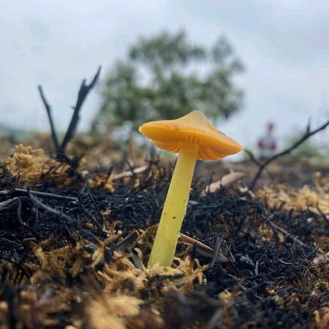 小蘑菇爱编发