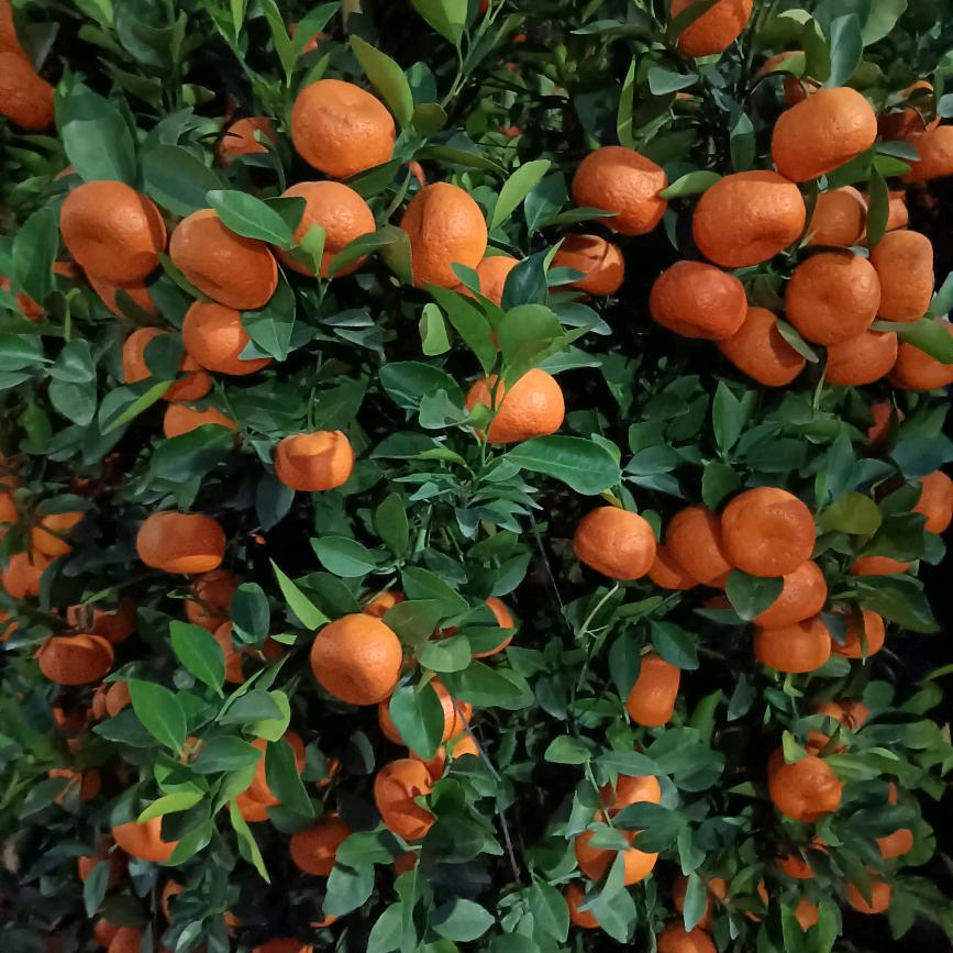 幸福乔菲