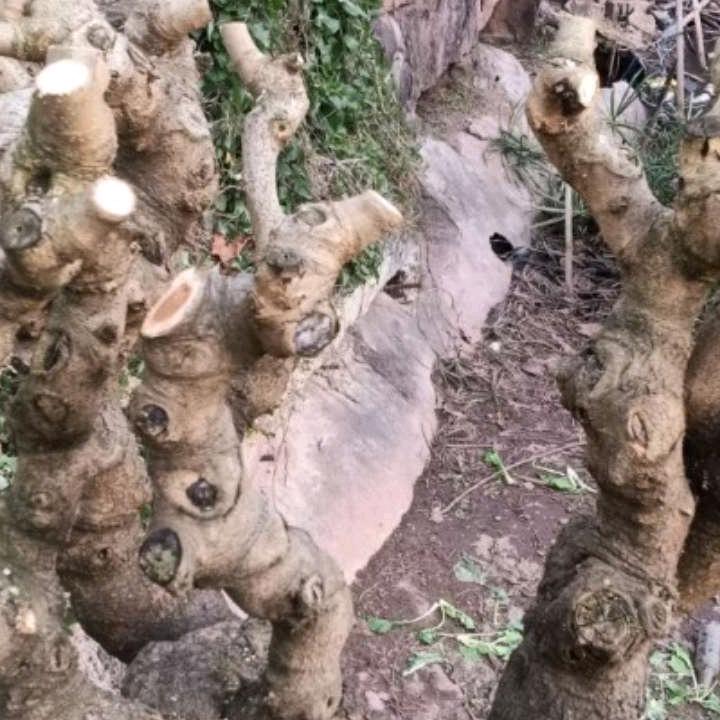 单身一人