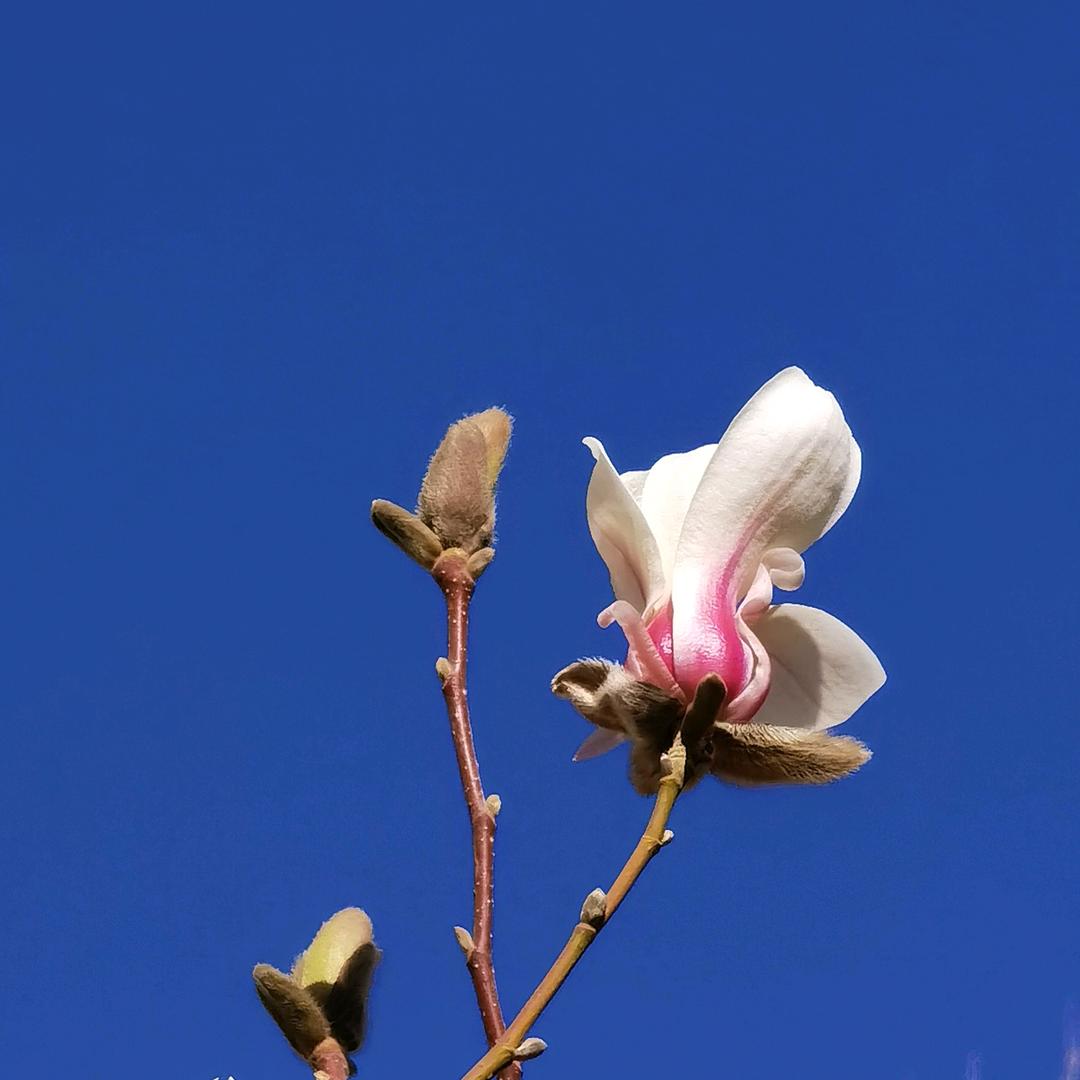 芳芳