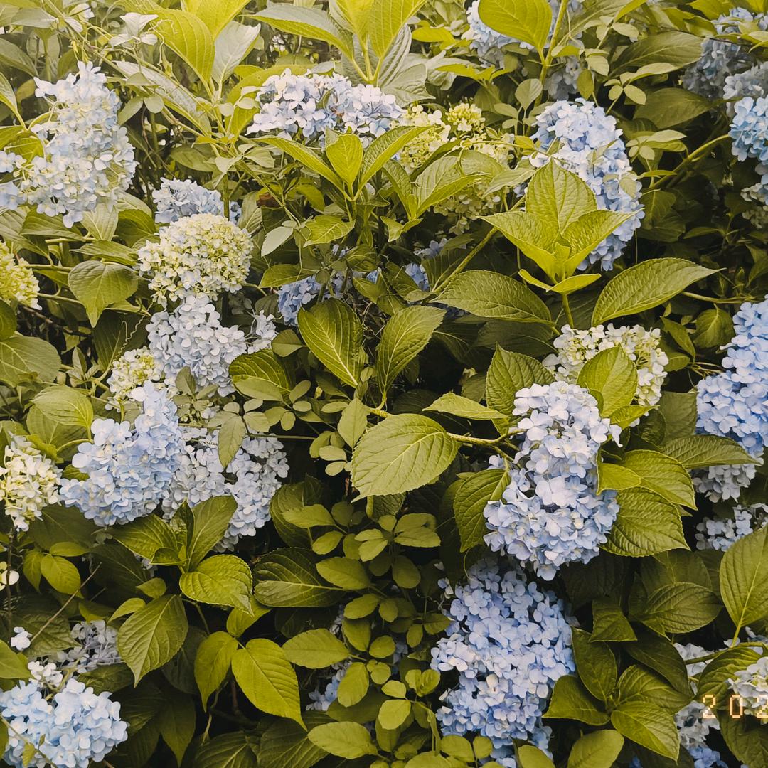 二狗子花盆