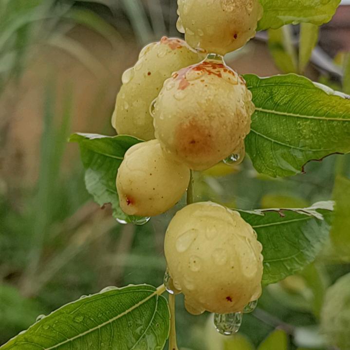清茶