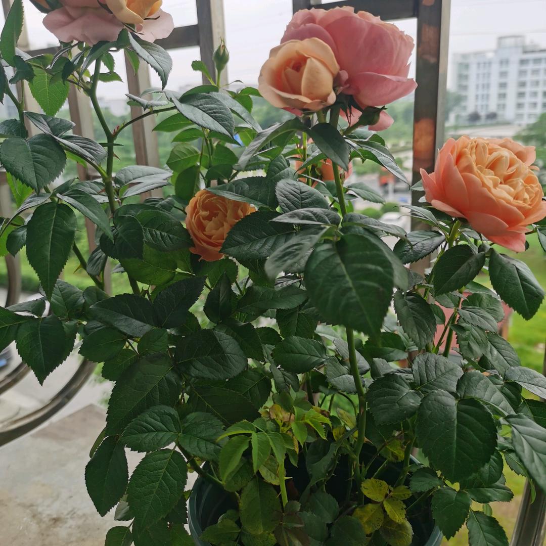 🐉连云港龙姐🐉🍎🍎🍎