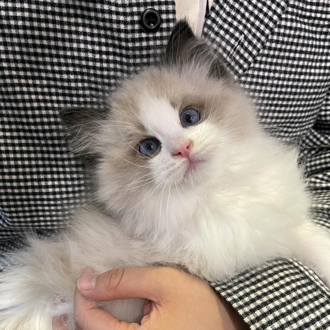 猴子的梦想