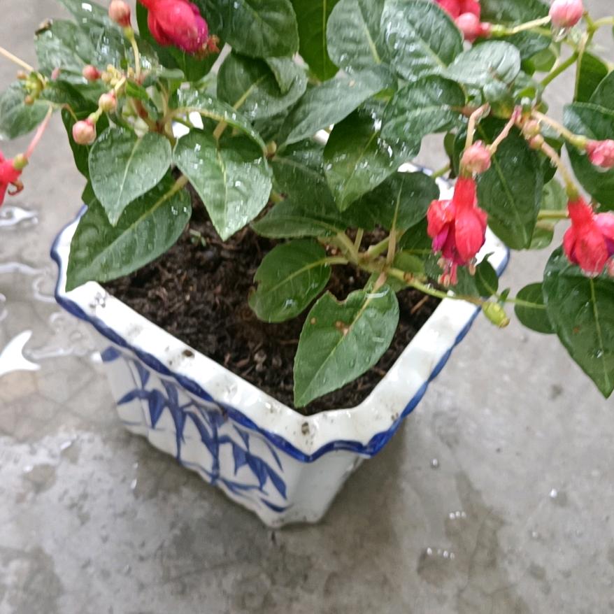 小华
