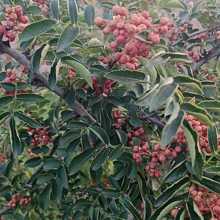 杭白菊