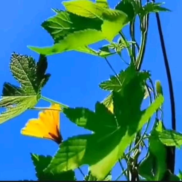 追梦（交友助力)