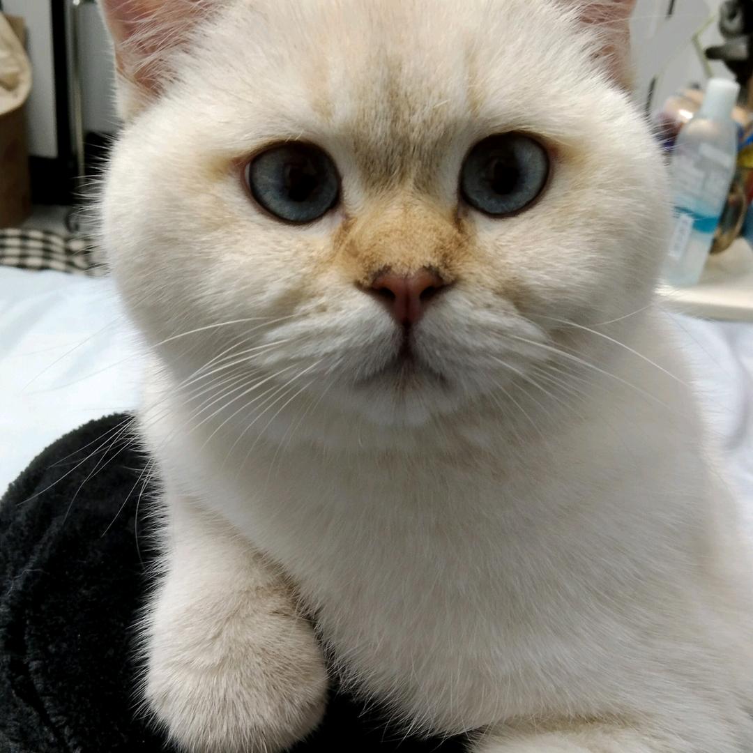 庚巳