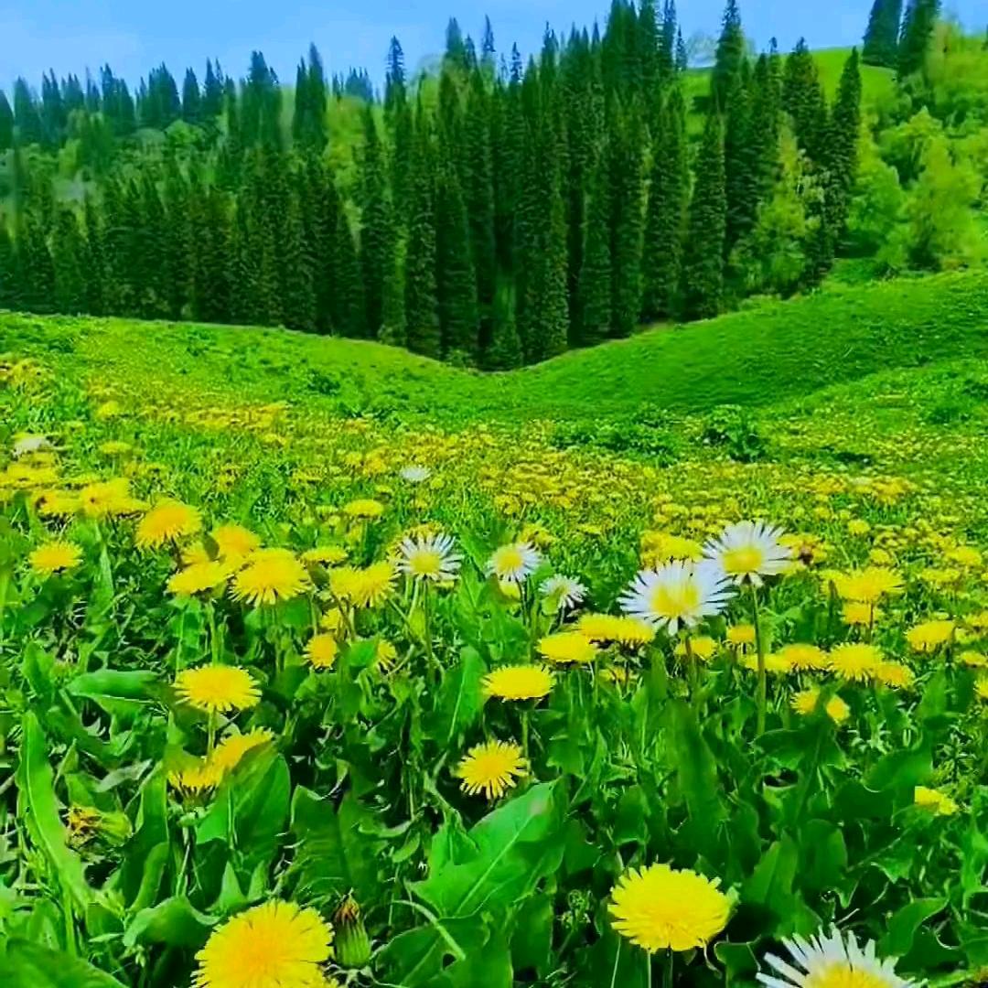 阿苹风景库