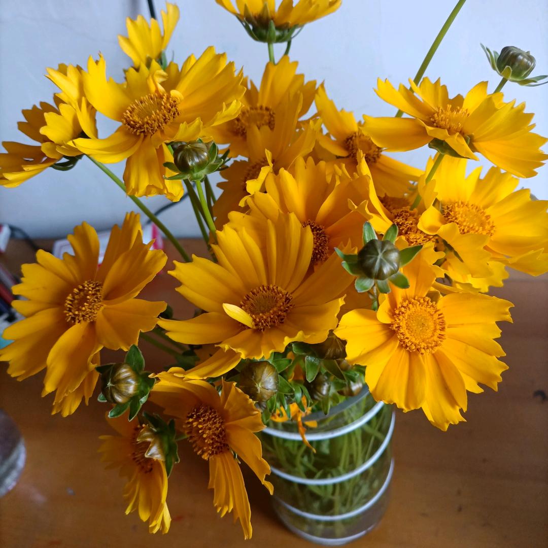 Wild bees flying