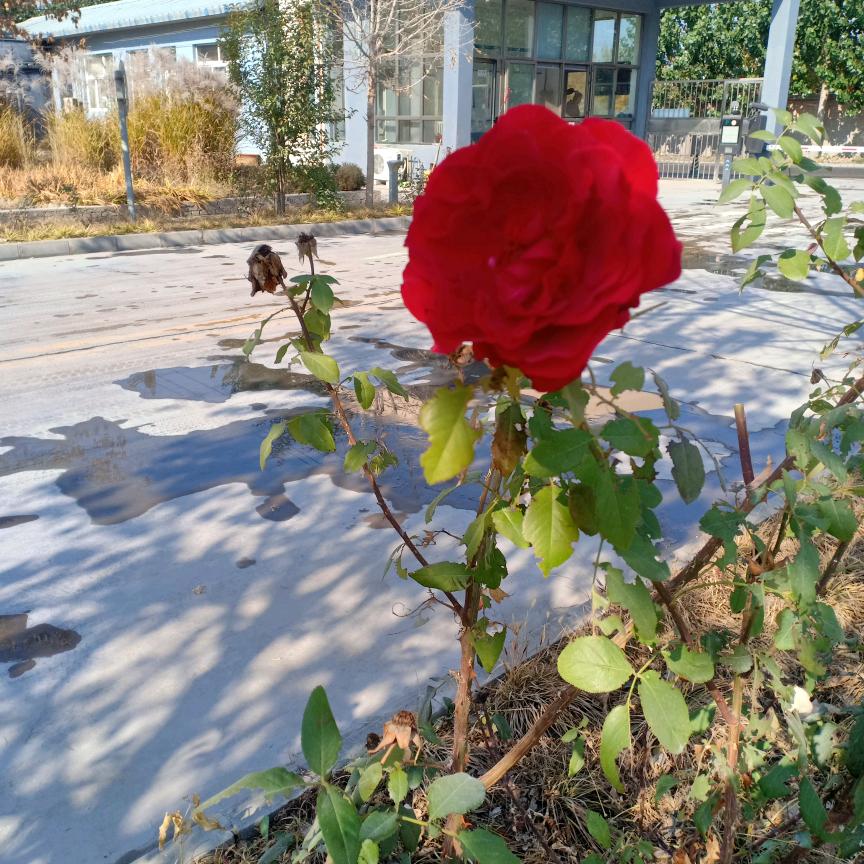 幸福一家东哥