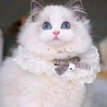 一只不想取名的喵