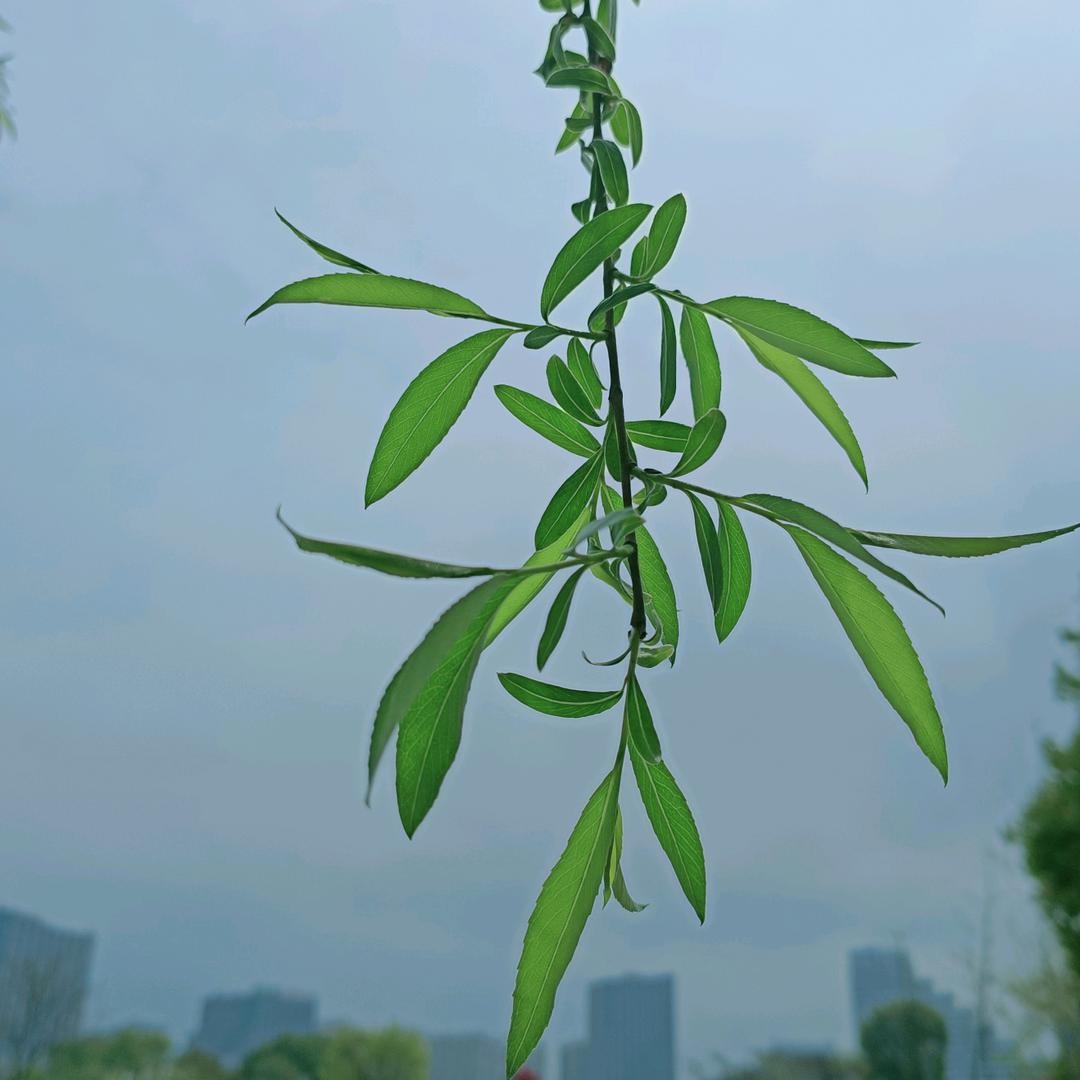 醉江南