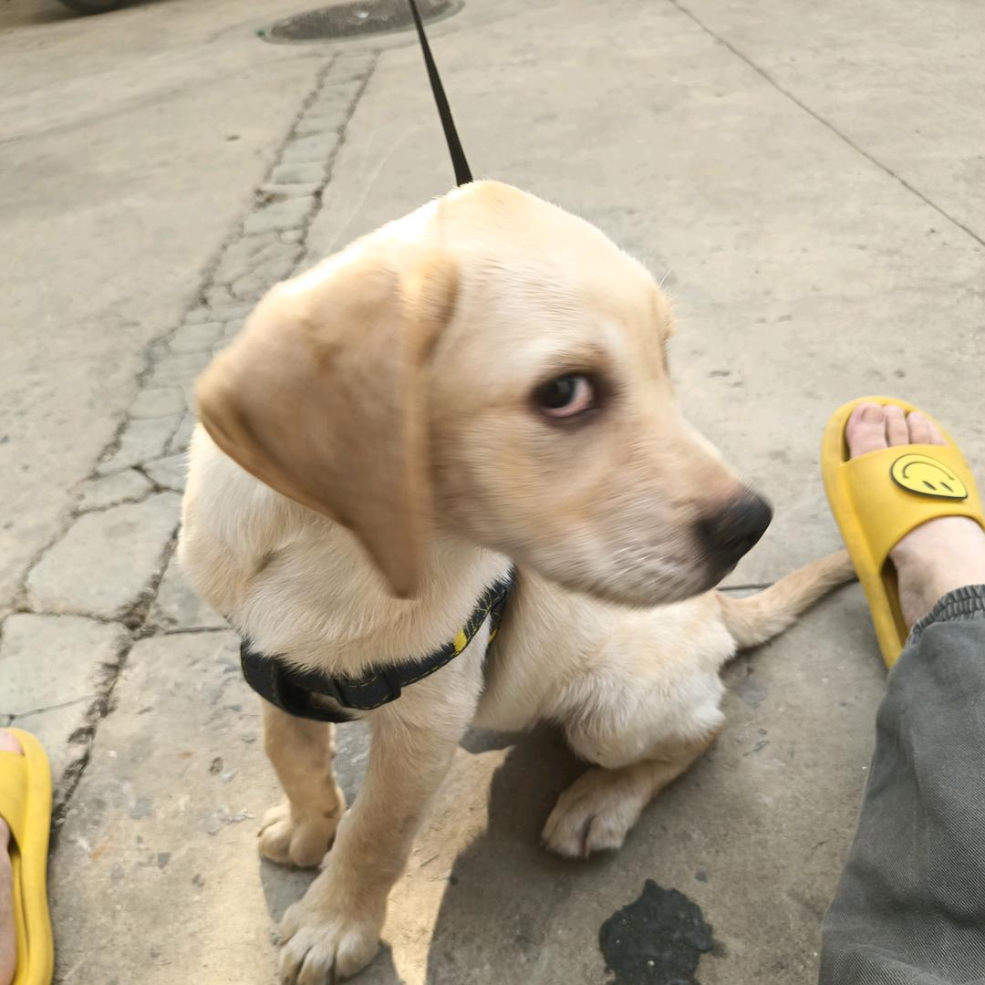正经有点狗