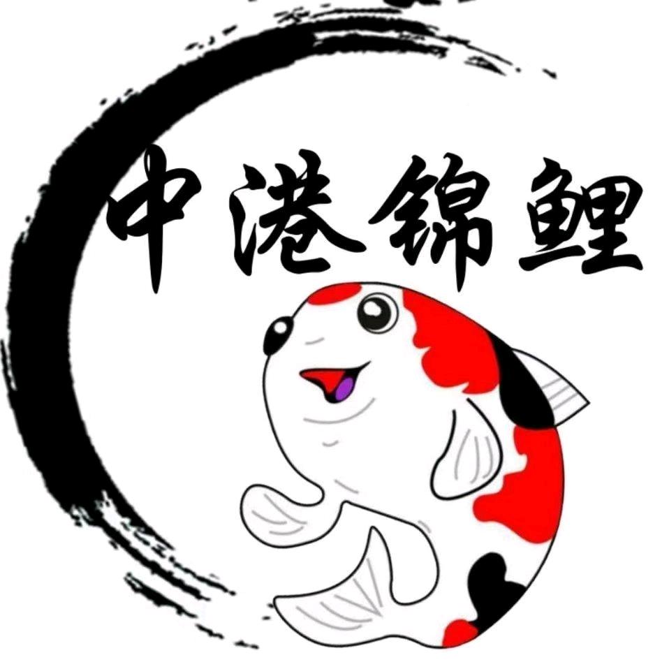 中港锦鲤