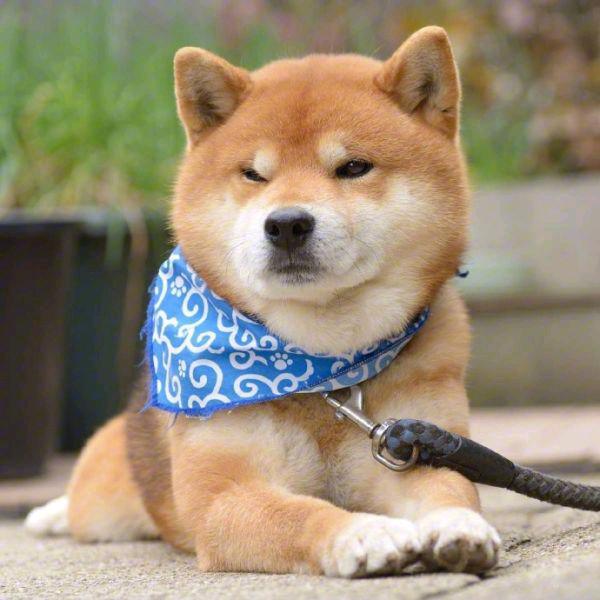 家有小柴