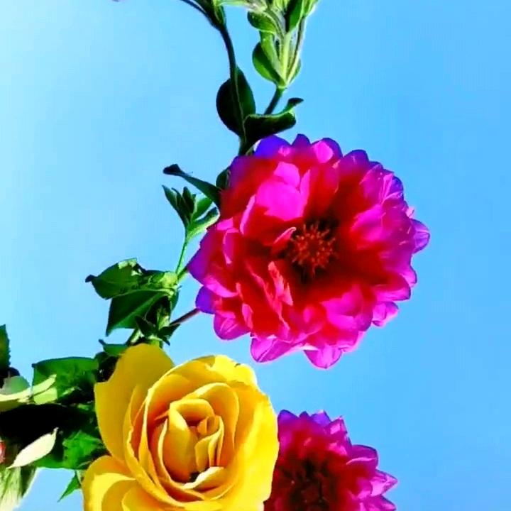 含瑞