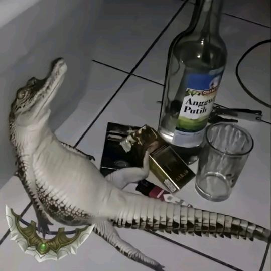 凤雏是sz