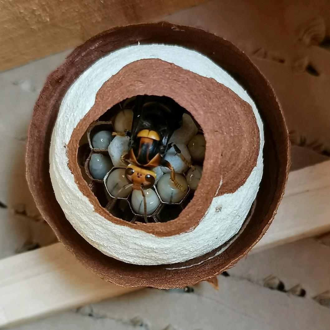 平凡 蜂业🍀🍀🍀