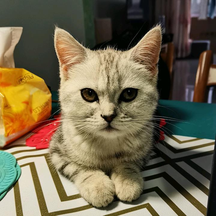 胖子老白