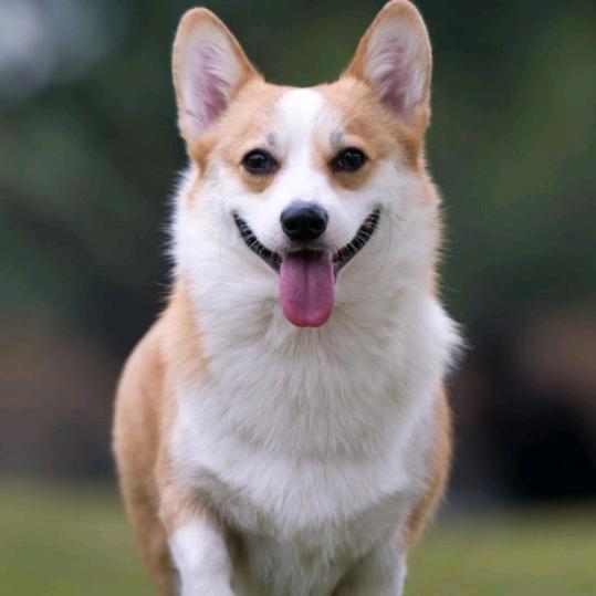 将