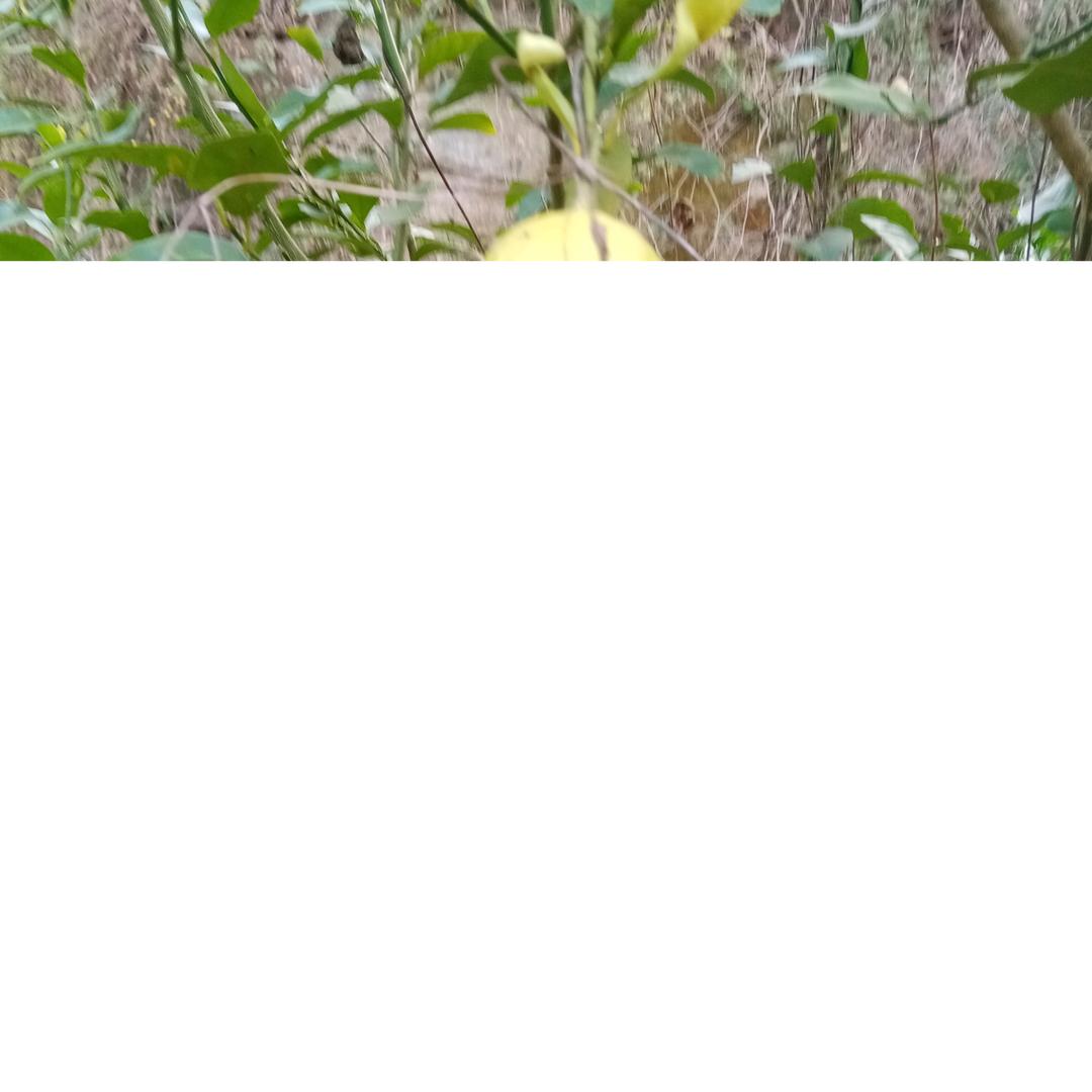 简单怏乐