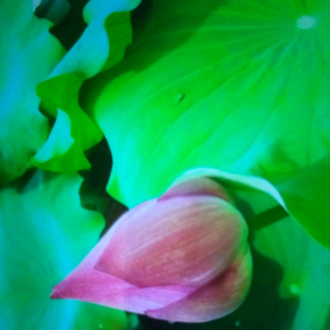 含包未放(短视分享)