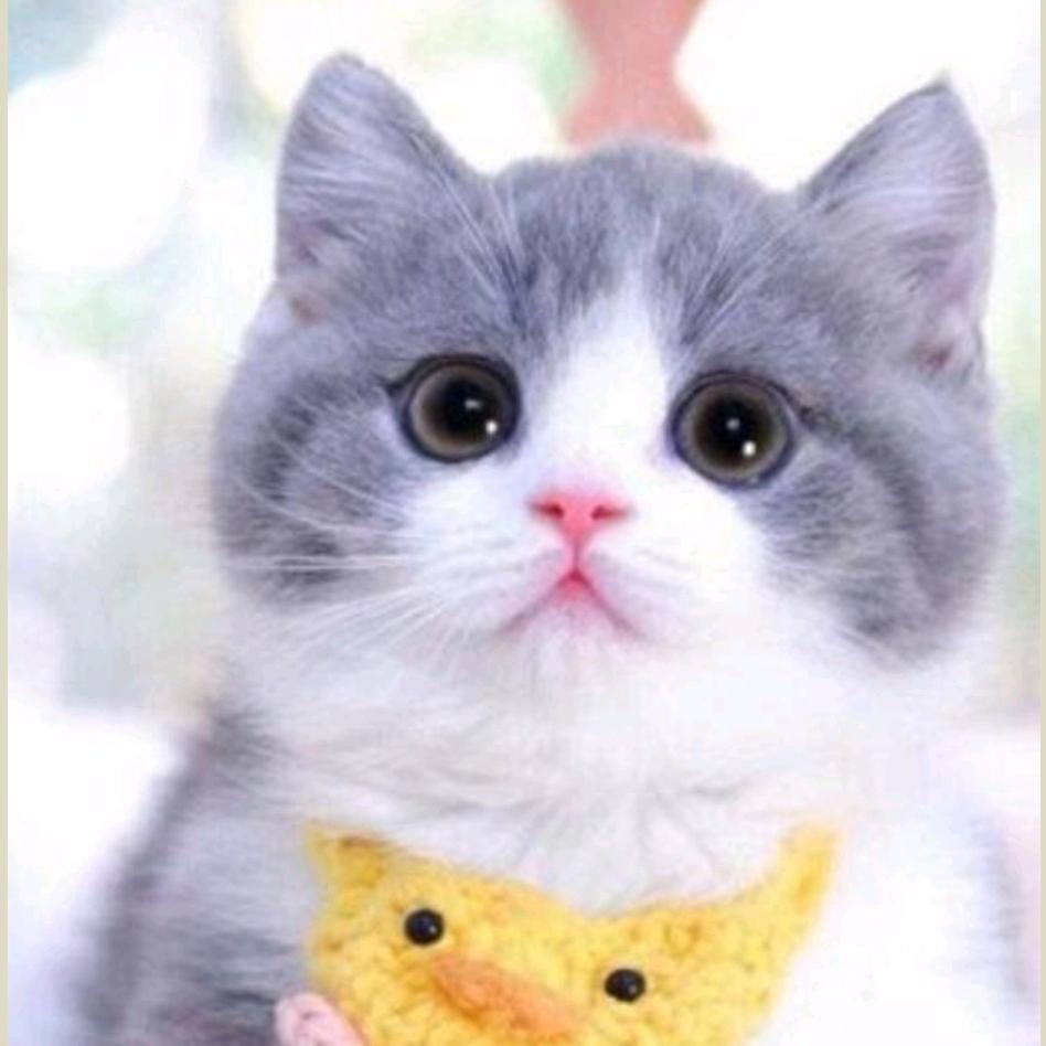 ℋღ᭄💞࿐