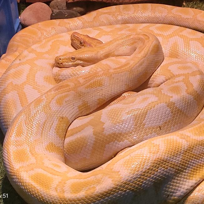 花大虫🐍