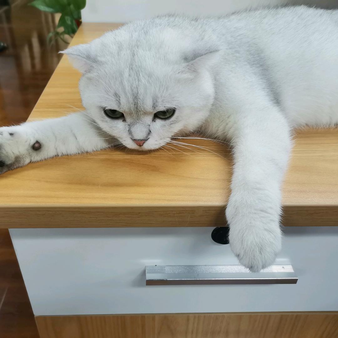猫咪007
