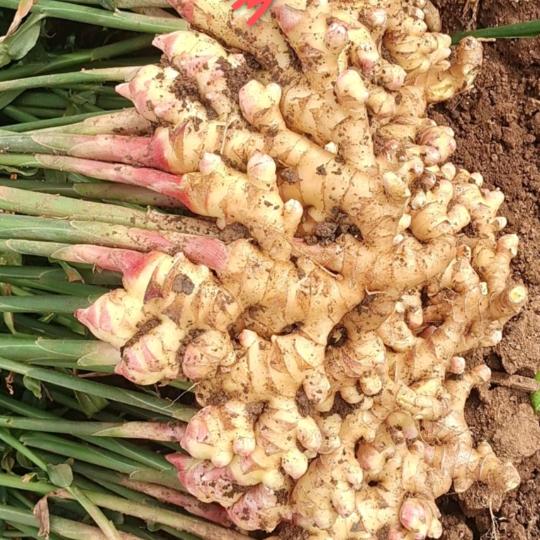 云南罗平黄姜收购代销